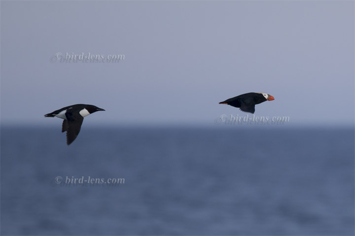 Tufted Puffin