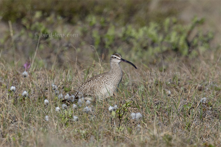 Hudsonbrachvogel