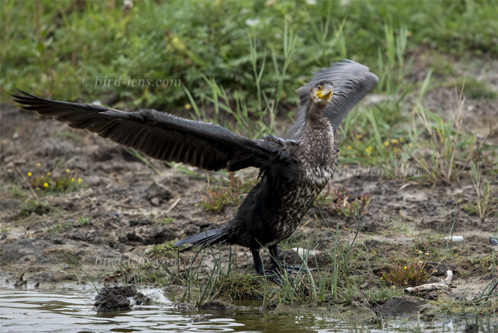 Kormoran - zum Schließen ins Bild klicken