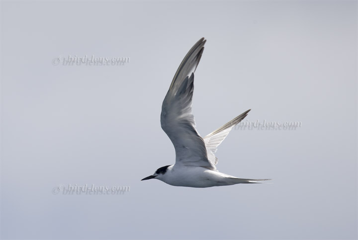 Arctic Tern