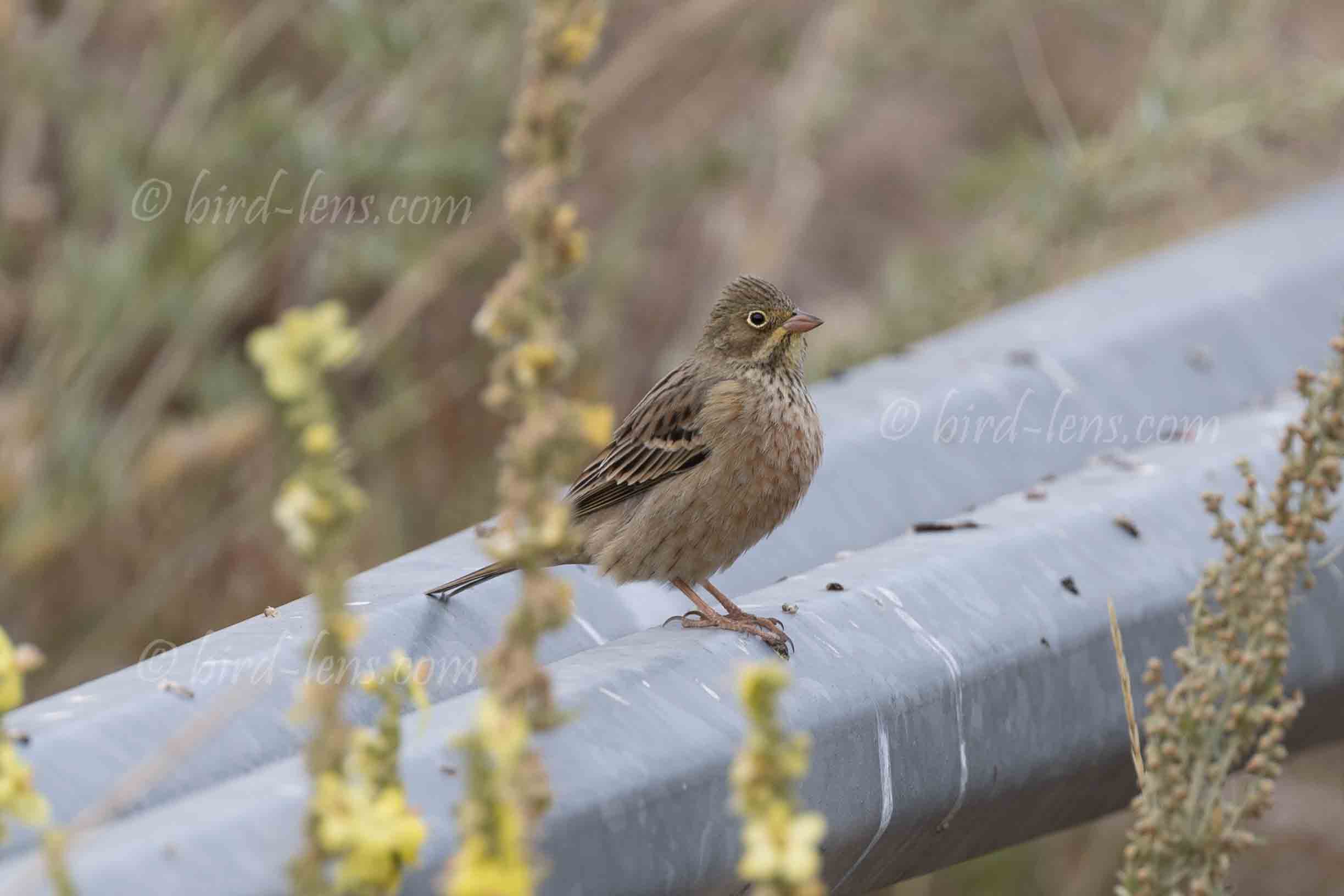 Ortolan