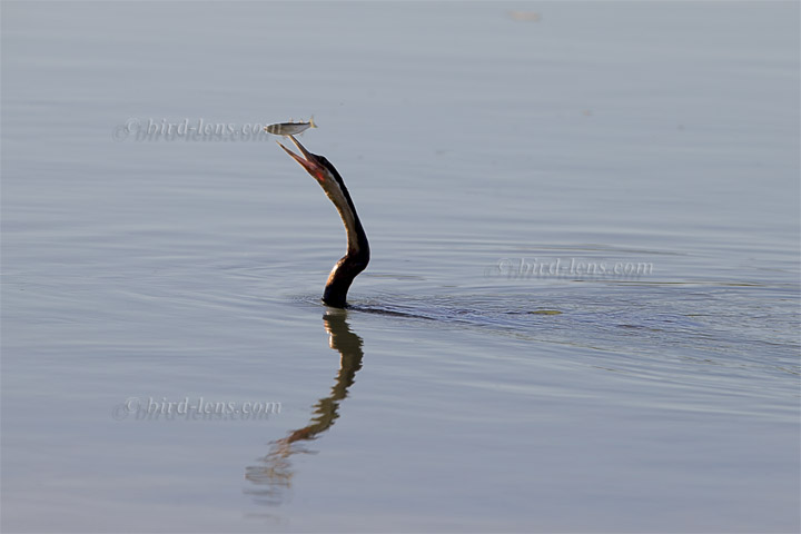 Schlangenhalsvogel