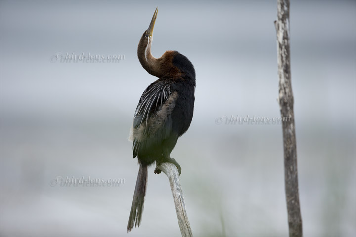 Schlangenhalsvogel