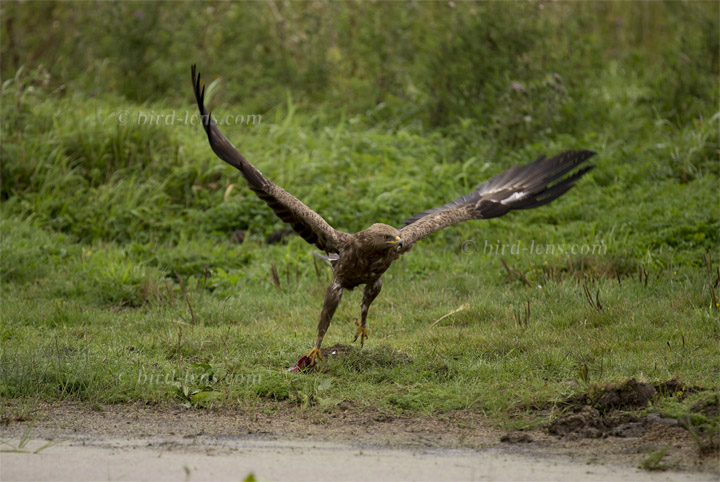 Schreiadler