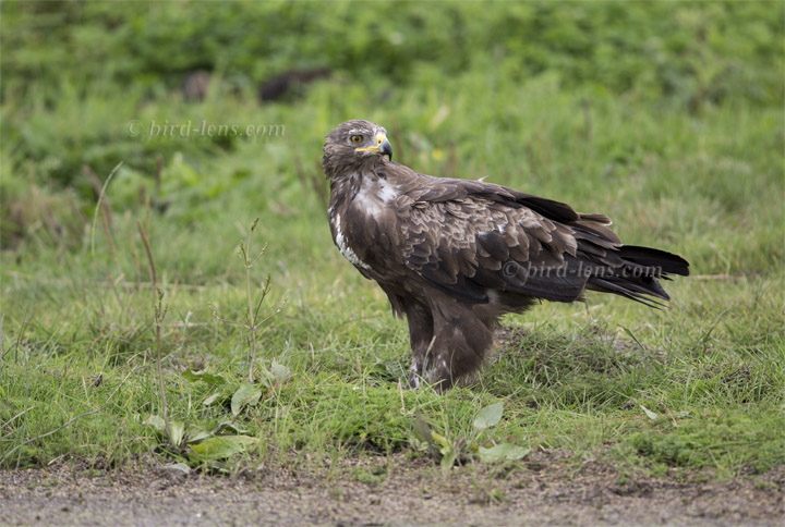 Schreiadler