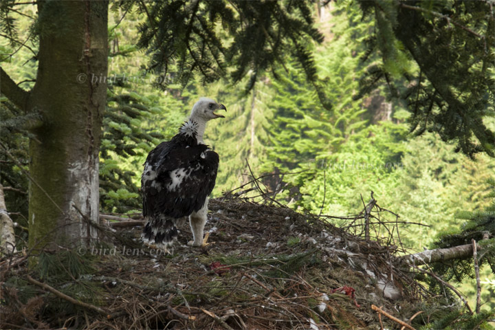 Steinadler