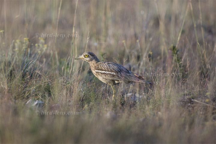 Eurasian Thick-knee