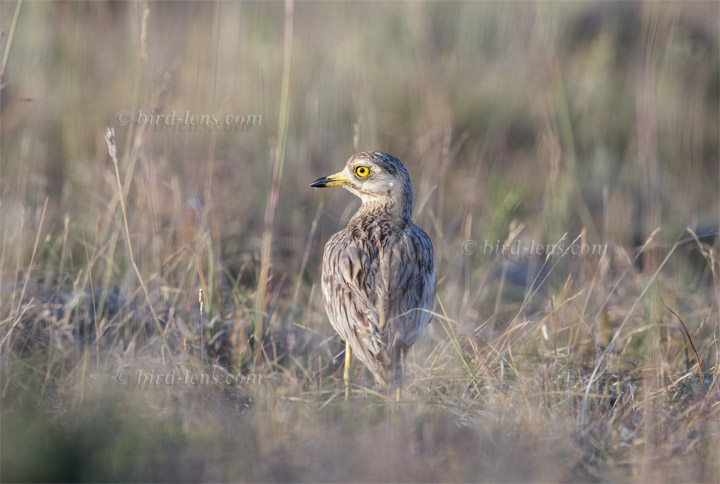 Eurasian Thick-knee