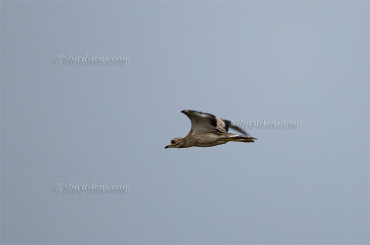 Eurasian Thick-knee