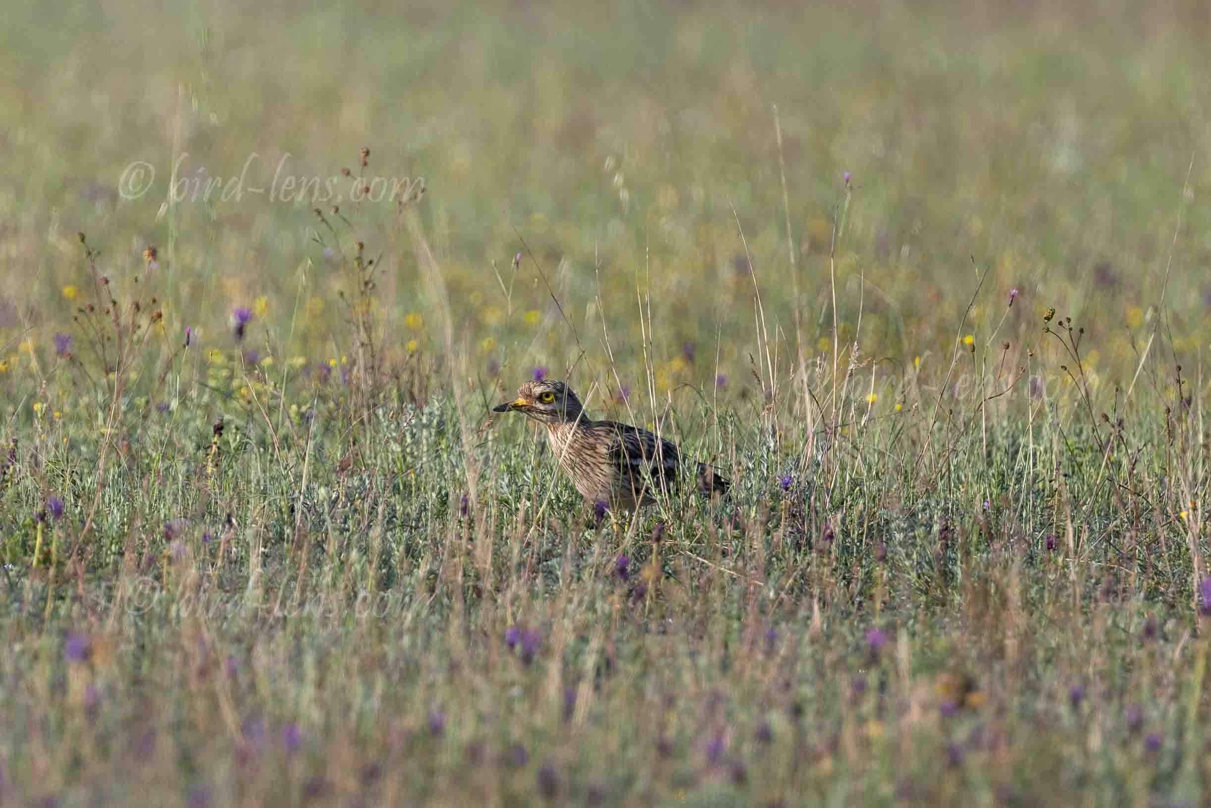 Eurasian Thick-knee