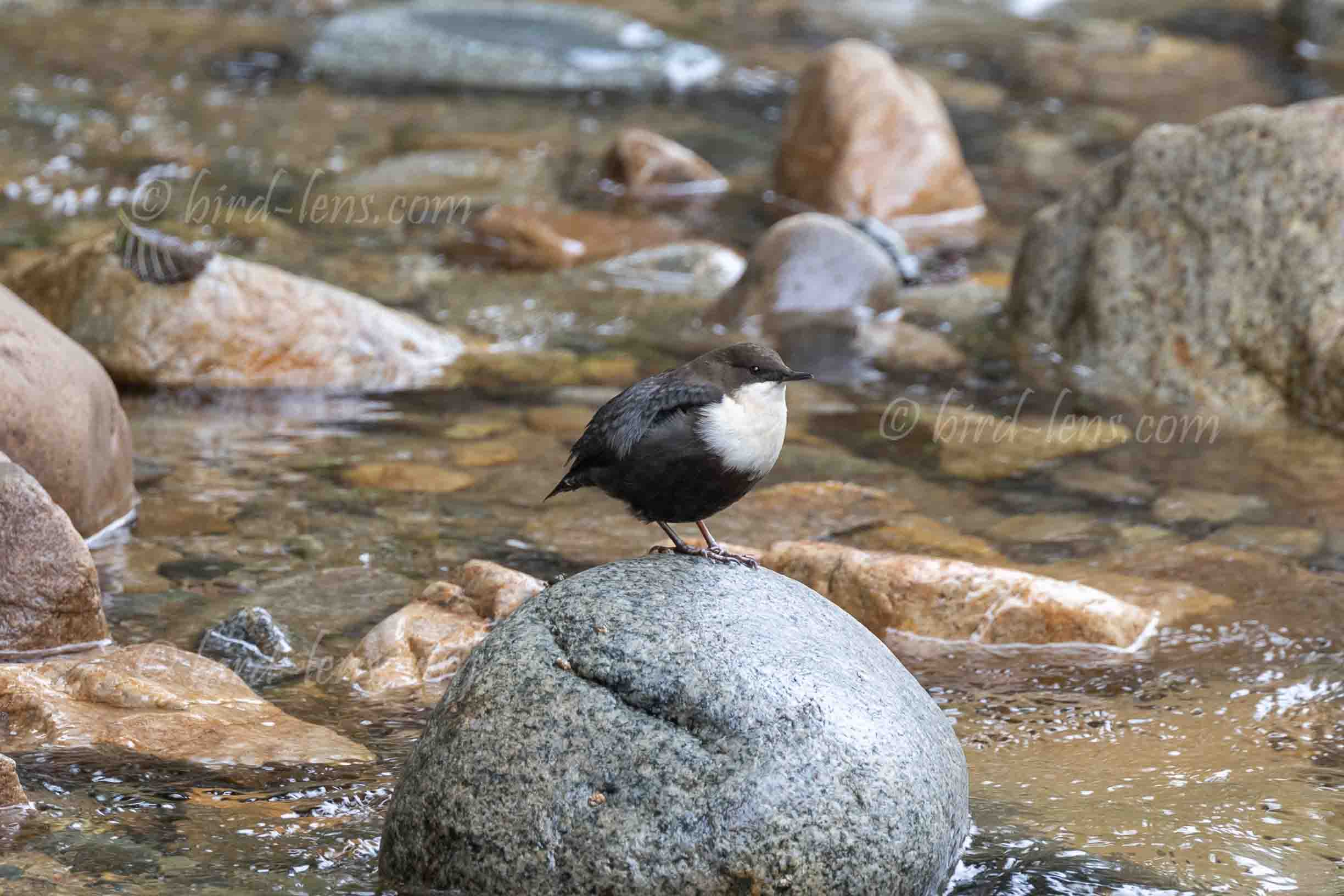 Wasseramsel