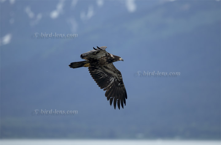 Weißkopf-Seeadler