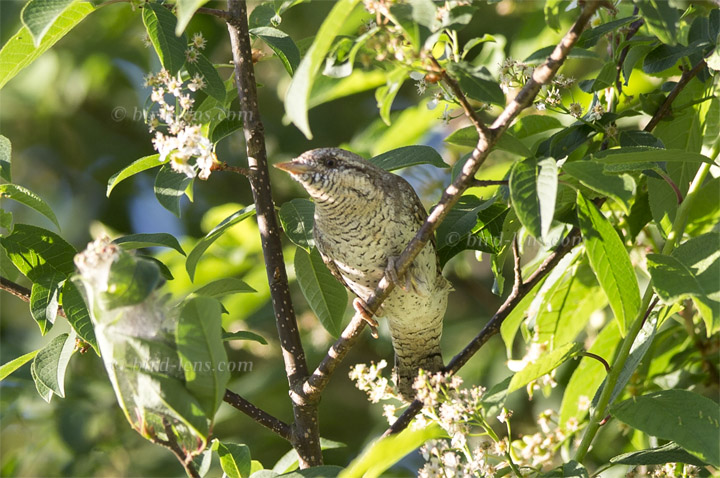 Eurasian Wryneck