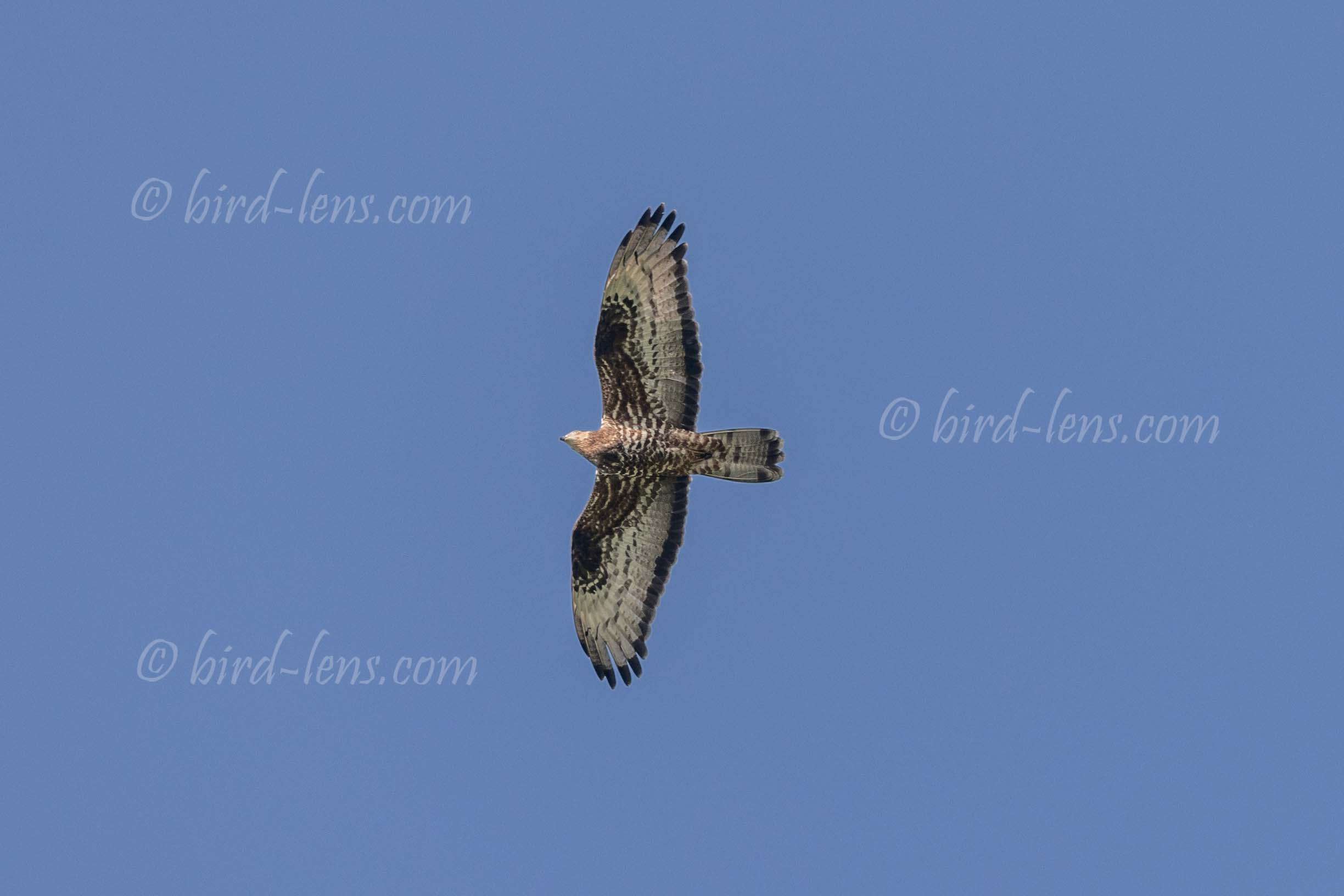 Wespenbussard