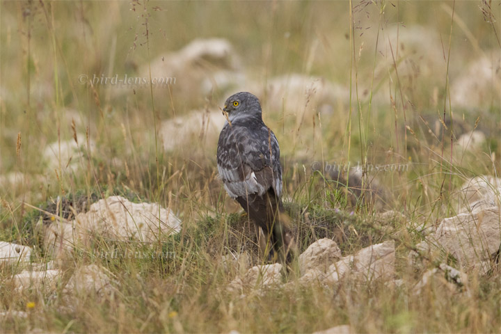 Montagu's Harrier