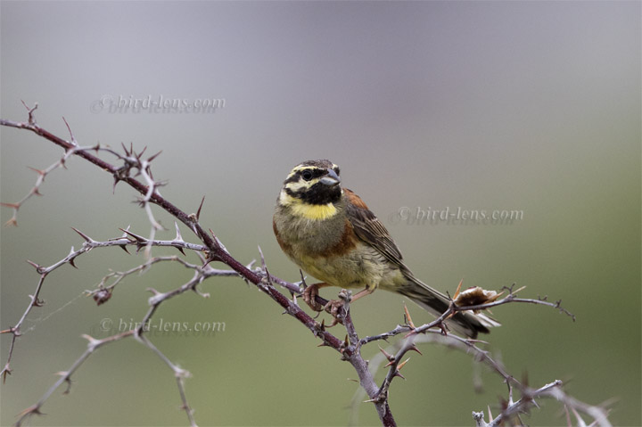 Cirl Bunting