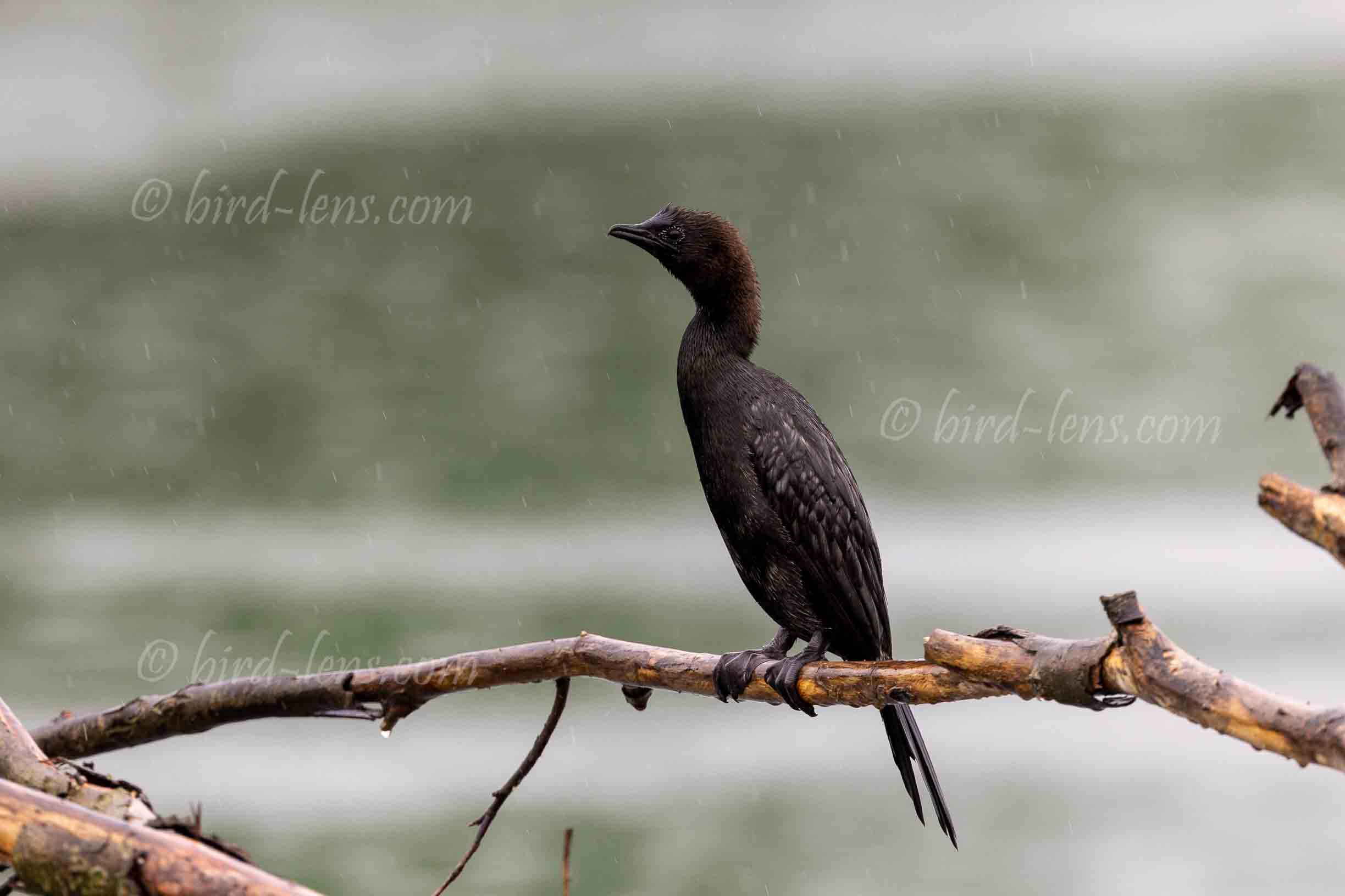 Pygmy Cormorant