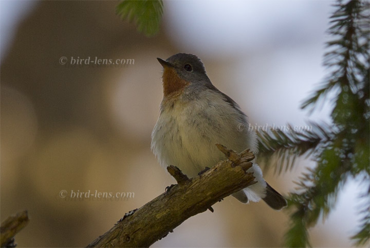 Red-breasted Flycatcher